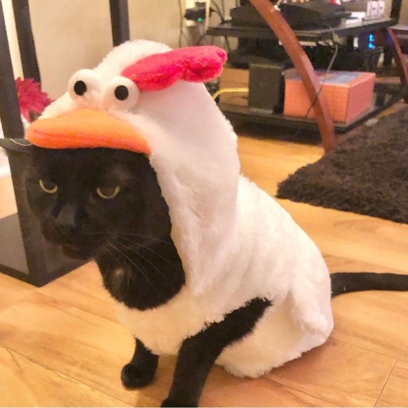 Cat or Dog Halloween costume - Picture 4 of 4